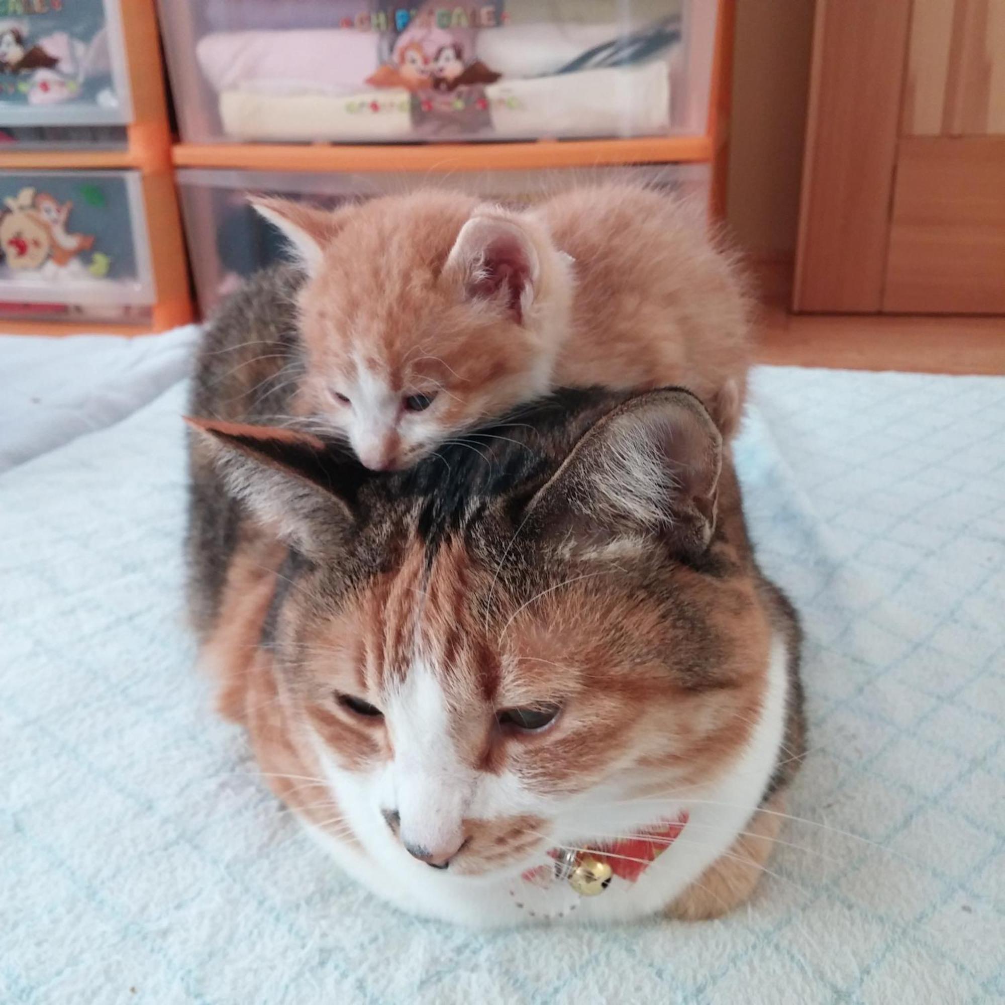 Minamiya 山とねこと遊ぶ宿 みなみ家 Hakuba Kültér fotó